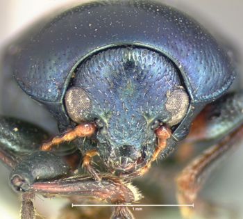 Media type: image; Entomology 17294   Aspect: head frontal view